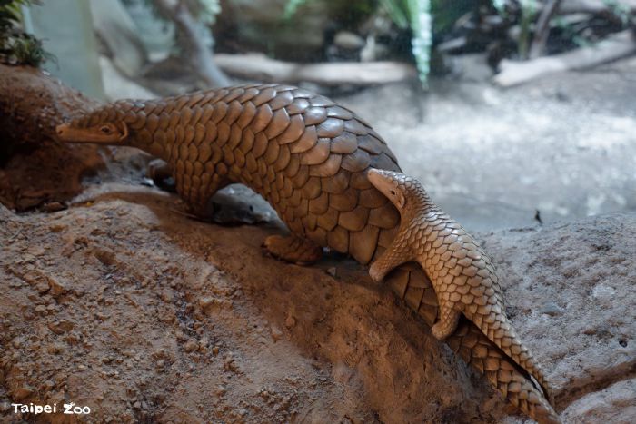 母親節到動物園「曬親愛」！尋找動物親子雕塑，感受自然界最溫柔的守護